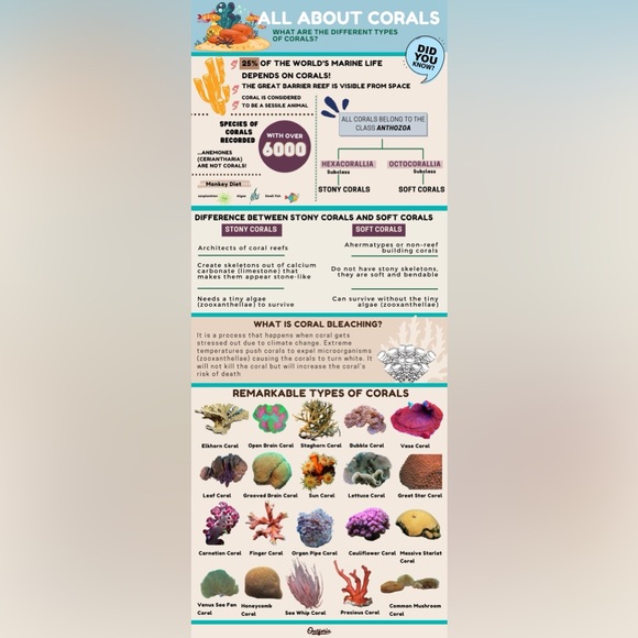 $4 LUMINOUS TURTLE BEACH NECKLACE: NEW. $4 IF BUNDLED - Picture 8 of 16